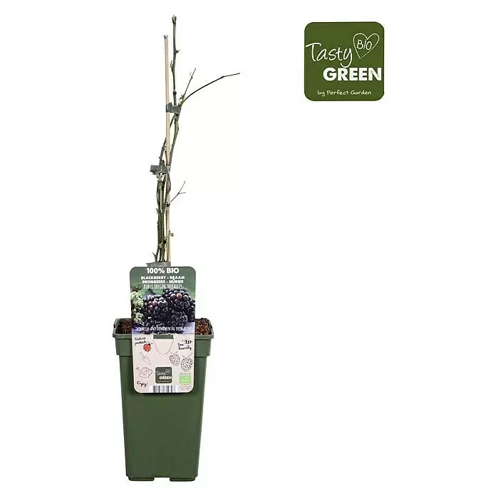 Piardino Brombeere - Rubus fruticosus 'Thornless Evergreen', Topfgröße: 19 cm, Erntezeit: August - Topf-Brombeerpflanze mit grünem Topf, Stützstab und einem Bio-Produktetikett mit "Tasty Green" Logo.