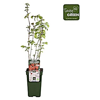 Piardino Bio Himbeere (Rubus idaeus 'Summer Chef', Topfgröße: 19 cm, Erntezeit: Juli)