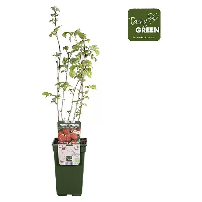Piardino Bio Himbeere - Rubus idaeus 'Summer Chef', Topfgröße: 19 cm, Erntezeit: Juli - Vorderansicht
