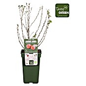 Piardino Stachelbeere (Ribes uva-crispa 'Easycrisp® Lady Late', Topfgröße: 19 cm, Erntezeit: Juli) | BAUHAUS