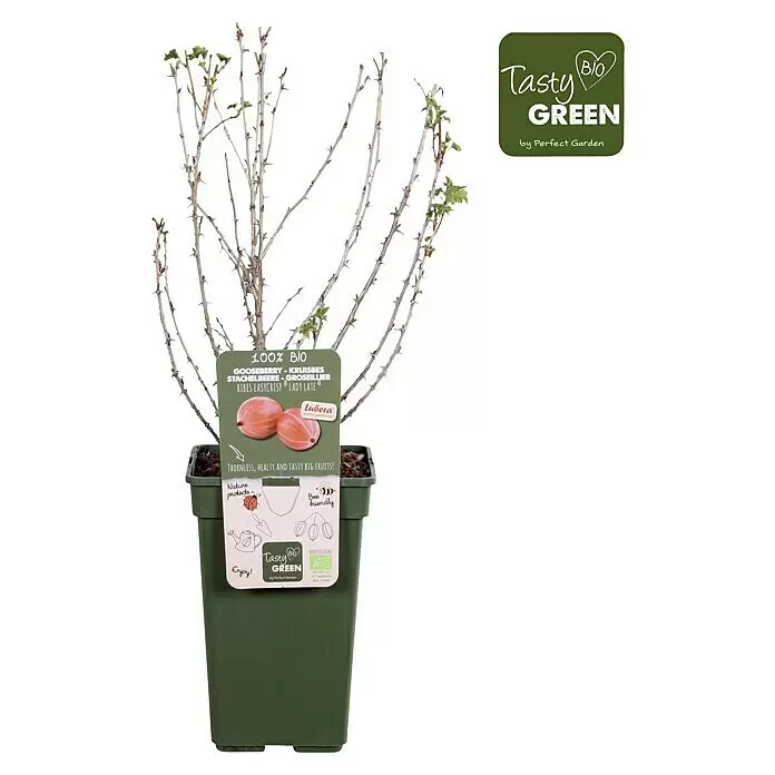 Piardino Stachelbeere - Ribes uva-crispa 'Easycrisp® Lady Late', Topfgröße: 19 cm, Erntezeit: Juli - Stachelbeerpflanze 'Ribes Easycrisp Lady Late' im dunkelgrünen Topf. Kahle Äste mit neuen grünen Blättern und Produktetikett.