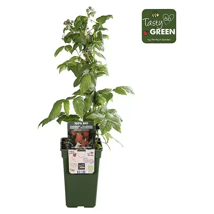 Piardino Bio Himbeere - Rubus idaeus 'Heritage', Topfgröße: 19 cm, Erntezeit: August - Vorderansicht