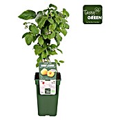 Piardino Bio Himbeere (Rubus idaeus 'Twotimer Sugana Yellow', Topfgröße: 19 cm, Erntezeit: Juni) | BAUHAUS