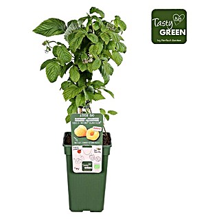 Piardino Bio Himbeere (Rubus idaeus 'Twotimer Sugana Yellow', Topfgröße: 19 cm, Erntezeit: Juni)