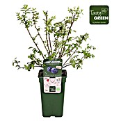 Piardino Heidelbeere (Vaccinium corymbosum ' Duke®', Topfgröße: 19 cm, Erntezeit: Juli) | BAUHAUS