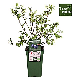 Piardino Heidelbeere (Vaccinium corymbosum ' Duke®', Topfgröße: 19 cm, Erntezeit: Juli)