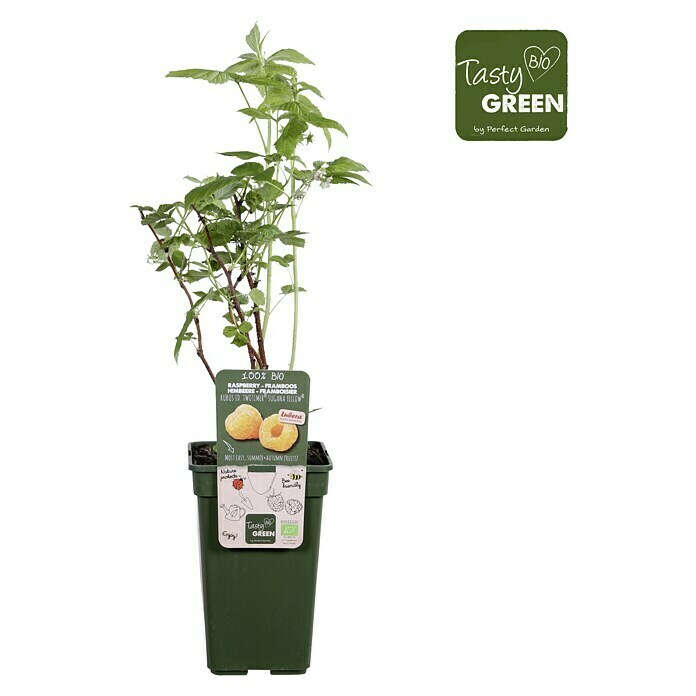 Piardino Bio Himbeere (Rubus idaeus 'Twotimer Sugana Yellow', Topfgröße: 19 cm, Erntezeit: Juni) | BAUHAUS