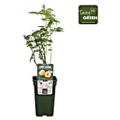 Piardino Bio Himbeere (Rubus idaeus 'Twotimer Sugana Yellow', Topfgröße: 19 cm, Erntezeit: Juni) | BAUHAUS