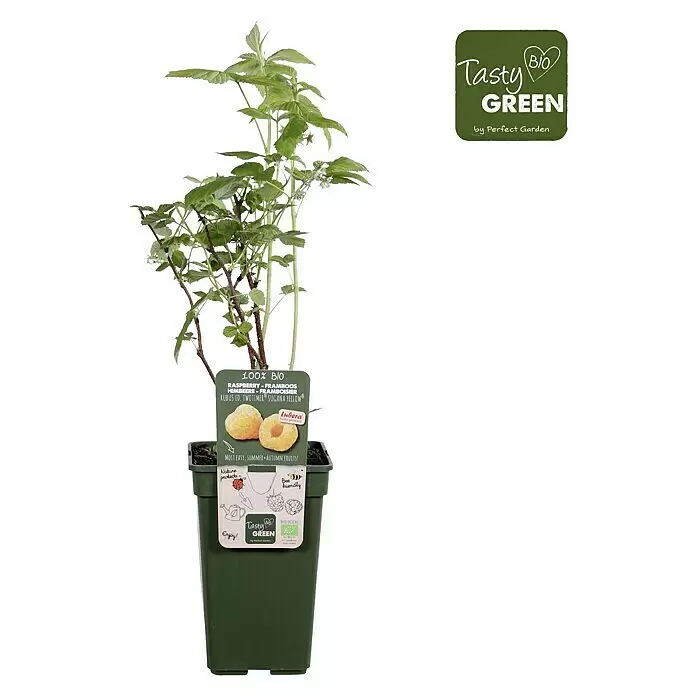 Piardino Bio Himbeere - Rubus idaeus 'Twotimer Sugana Yellow', Topfgröße: 19 cm, Erntezeit: Juni - Eine junge 'Sugana Yellow' Himbeerpflanze im dunkelgrünen Topf mit bio-zertifiziertem Etikett, bereit zum Gärtnern.