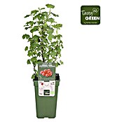 Piardino Rote Johannisbeere (Ribes rubrum 'Jonkheer van Tets', Topfgröße: 19 cm, Erntezeit: Juli) | BAUHAUS