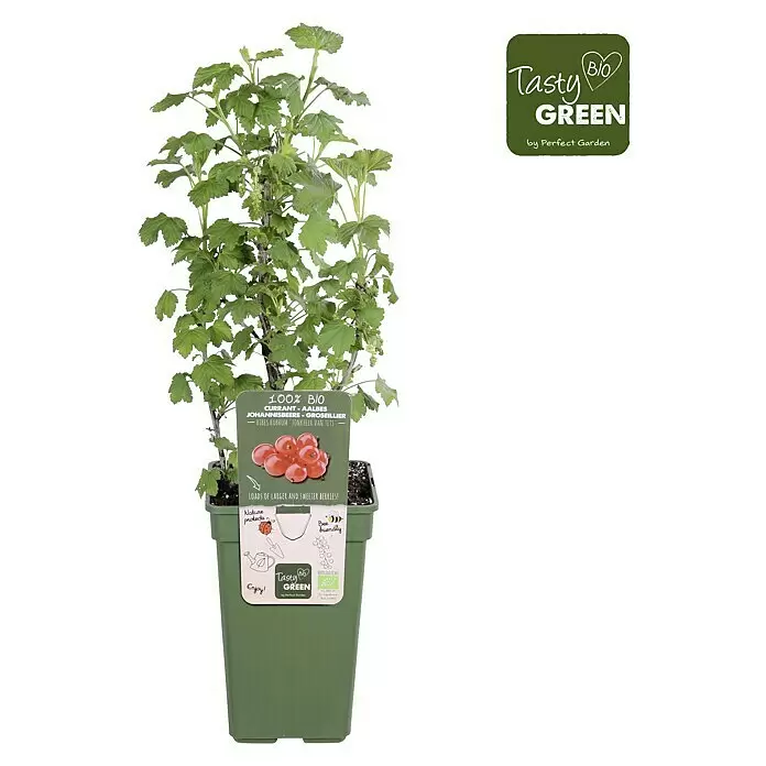 Piardino Rote Johannisbeere - Ribes rubrum 'Jonkheer van Tets', Topfgröße: 19 cm, Erntezeit: Juli - Johannisbeerpflanze im grünen Topf mit Etikett, das sie als 100% bio und mit größeren, süßeren Beeren beschreibt.