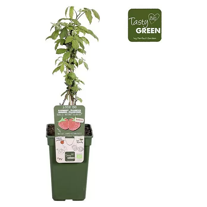 Piardino Bio Himbeere - Rubus idaeus 'Twotimer Sugana Red', Topfgröße: 19 cm, Erntezeit: Juni - Himbeerpflanze im grünen Topf mit Etikett.