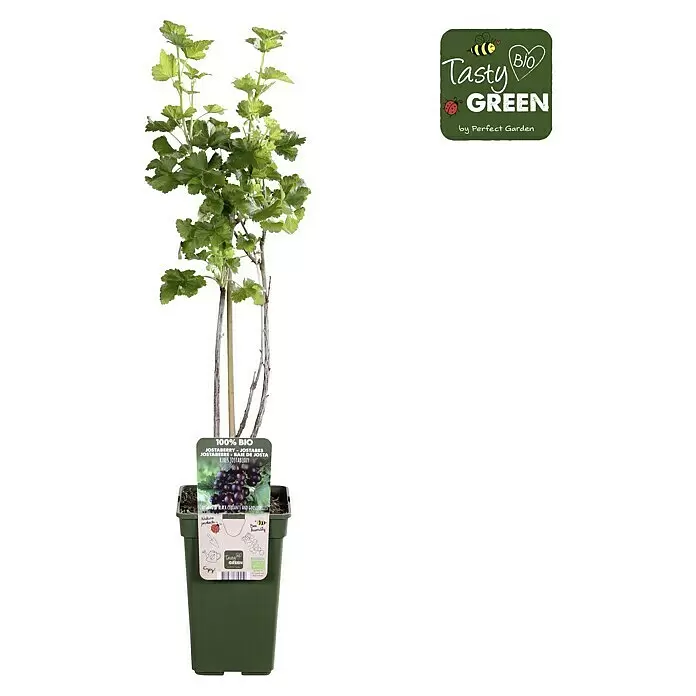Piardino Jostabeere - Ribes x nidigrolaria, Topfgröße: 19 cm, Erntezeit: Juli - Eine Jostabeerenpflanze mit grünen Blättern in einem dunkelgrünen Topf, mit einem Etikett, das reife Beeren zeigt.