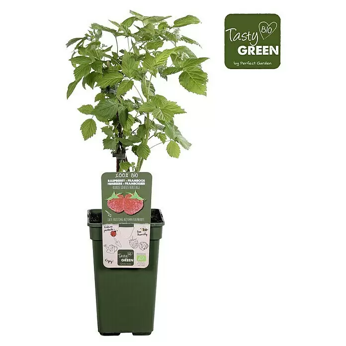 Piardino Bio Himbeere - Rubus idaeus 'Heritage', Topfgröße: 19 cm, Erntezeit: August - Vorderansicht