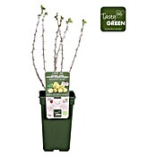 Piardino Stachelbeere (Ribes uva-crispa 'Easycrisp® Lady Sun', Topfgröße: 19 cm, Erntezeit: Juli) | BAUHAUS
