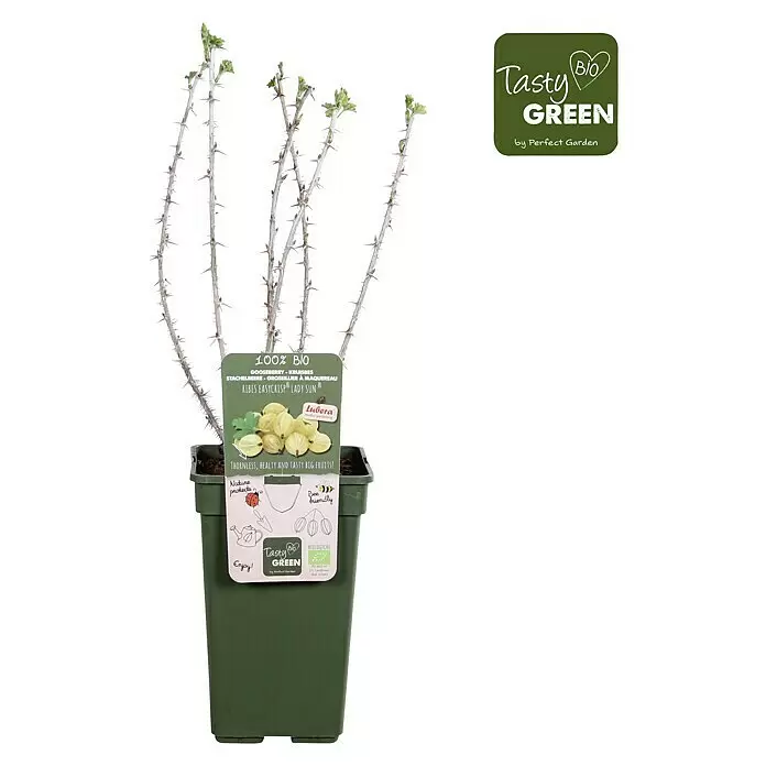 Piardino Stachelbeere - Ribes uva-crispa 'Easycrisp® Lady Sun', Topfgröße: 19 cm, Erntezeit: Juli - Topf-Bio-Stachelbeerpflanze 'Lady Sun' mit dornigen Ästen und jungen grünen Blättern im dunkelgrünen Topf.