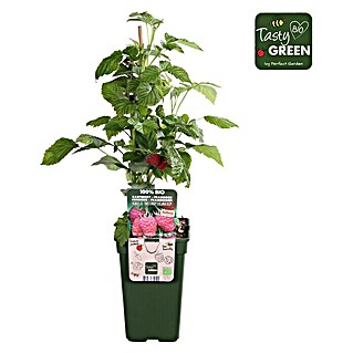 Piardino Bio Himbeere (Rubus idaeus 'Twotimer Sugana Red', Topfgröße: 19 cm, Erntezeit: Juni)