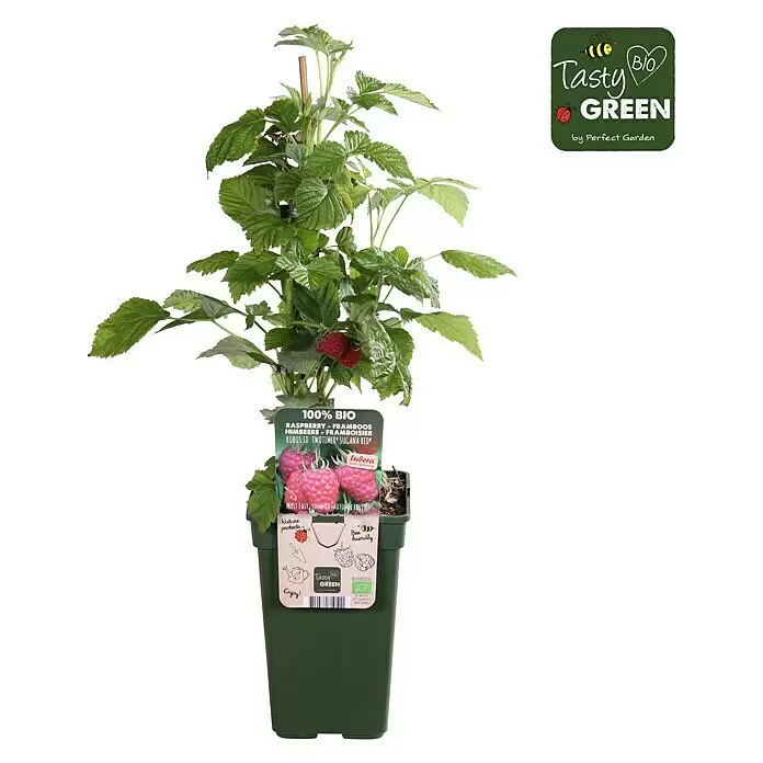 Piardino Bio Himbeere - Rubus idaeus 'Twotimer Sugana Red', Topfgröße: 19 cm, Erntezeit: Juni - Himbeerpflanze in einem grünen Topf mit roten Früchten und Produktetikett "Tasty Green".