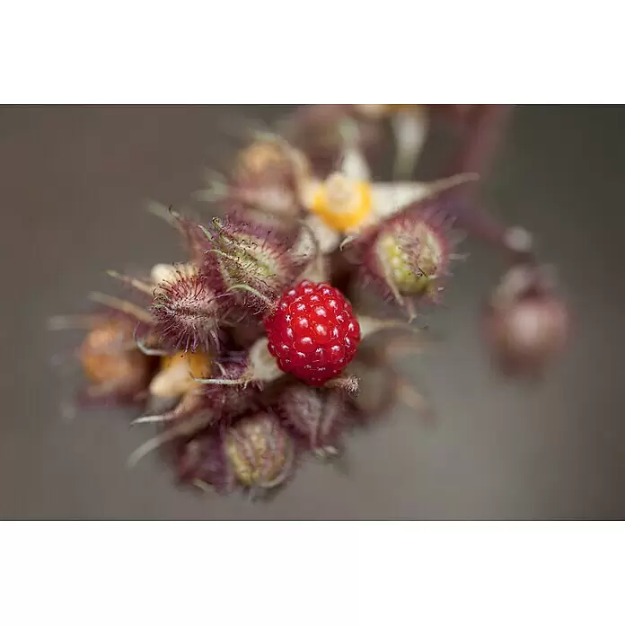 Piardino Japanische Weinbeere - Rubus phoenicolasius, Topfgröße: 19 cm, Erntezeit: Juli - Nahaufnahme einer leuchtend roten Beere inmitten flaumiger grüner und rötlicher unreifer Beeren an einem Stiel.