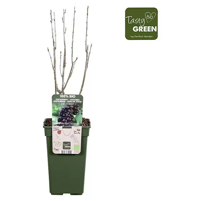 Piardino Jostabeere - Ribes x nidigrolaria, Topfgröße: 19 cm, Erntezeit: Juli - Eine Jostabeere-Pflanze mit kahlen Zweigen in einem dunkelgrünen Topf, mit einem "100% BIO Tasty Green" Etikett.