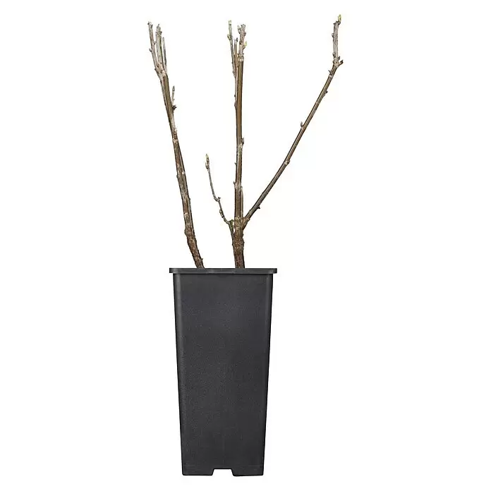 Piardino Schwarze Johannisbeere - Ribes nigrum 'Titania', Topfgröße: 19 cm, Erntezeit: Juli - Kahlblättriger Strauch mit neuen grünen Knospen in einem schwarzen rechteckigen Kunststoff-Pflanztopf.