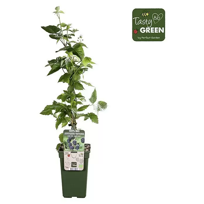 Piardino BrombeereRubus fruticosus 'Black Satin', Topfgröße: 19 cm, Erntezeit: August