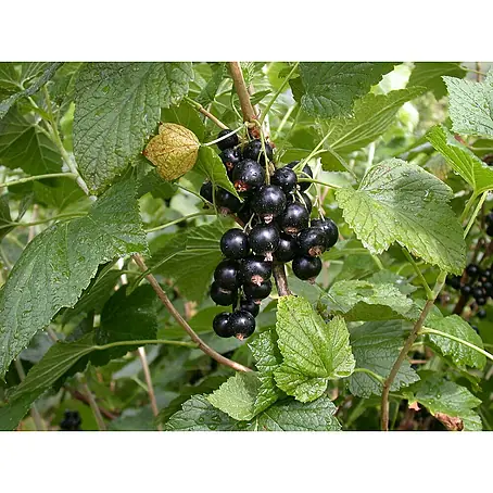 Piardino  Schwarze Johannisbeere