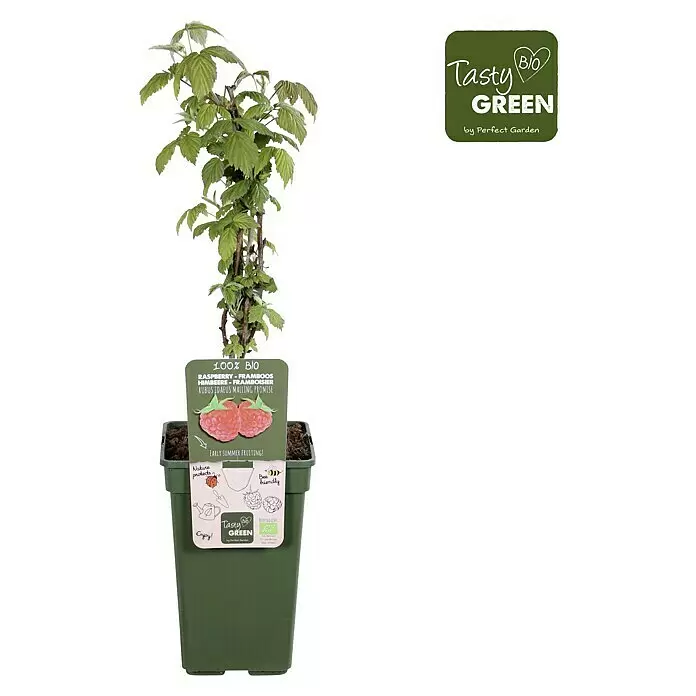 Piardino Bio Himbeere - Rubus idaeus 'Malling Promise', Topfgröße: 19 cm, Erntezeit: Juni - Himbeerpflanze im dunkelgrünen Topf mit Produktetikett.