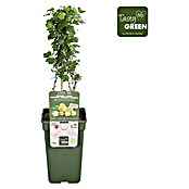 Piardino Stachelbeere (Ribes uva-crispa 'Easycrisp® Lady Sun', Topfgröße: 19 cm, Erntezeit: Juli) | BAUHAUS
