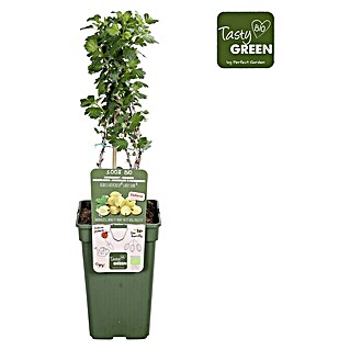 Piardino Stachelbeere (Ribes uva-crispa 'Easycrisp® Lady Sun', Topfgröße: 19 cm, Erntezeit: Juli)