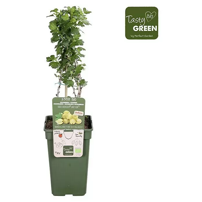 Piardino Stachelbeere - Ribes uva-crispa 'Easycrisp® Lady Sun', Topfgröße: 19 cm, Erntezeit: Juli - Eine Stachelbeerpflanze mit grünen Blättern und Produktetikett, in einem dunkelgrünen Plastiktopf.
