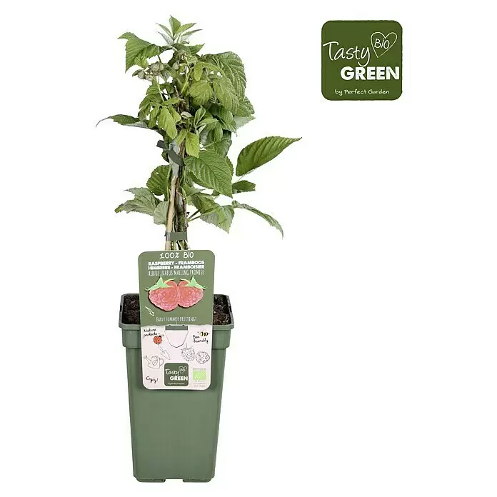Piardino Bio Himbeere - Rubus idaeus 'Malling Promise', Topfgröße: 19 cm, Erntezeit: Juni - Eine Himbeerpflanze 'Rubus idaeus Malling Promise' im dunkelgrünen Topf mit Etikett: '100% BIO' und 'Frühe Sommerfrüchte'.
