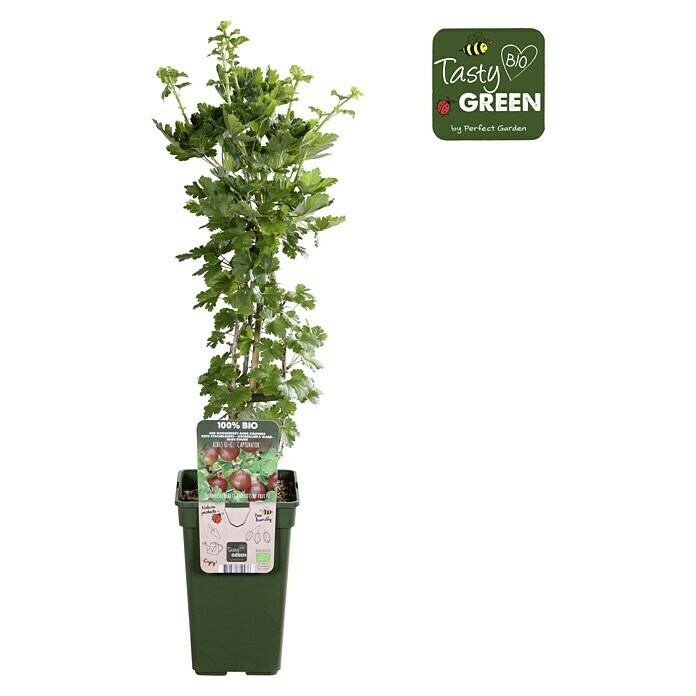 Piardino Stachelbeere (Ribes uva-crispa 'Captivator', Topfgröße: 19 cm, Erntezeit: Juli) | BAUHAUS