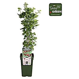 Piardino Stachelbeere (Ribes uva-crispa 'Captivator', Topfgröße: 19 cm, Erntezeit: Juli)