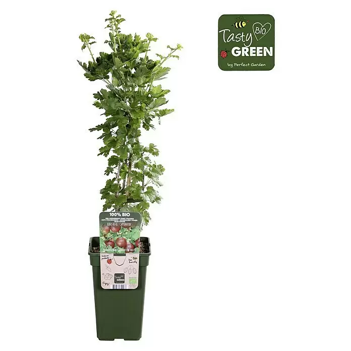 Piardino Stachelbeere - Ribes uva-crispa 'Captivator', Topfgröße: 19 cm, Erntezeit: Juli - Eingetopfte Bio-Stachelbeere 'Captivator' mit Etikett, das dornenlose Früchte und Bienenfreundlichkeit hervorhebt.