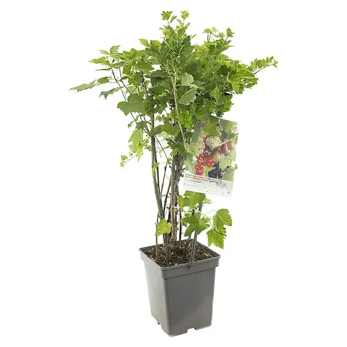 Piardino Obstpflanzen-Set Beerenobst Quattro - verschiedene Arten & Sorten - Ein Topf mit einer Vierbeeren-Pflanze, die weiße, rote, schwarze und Stachelbeeren trägt und sich perfekt für den Anbau im Garten eignet.