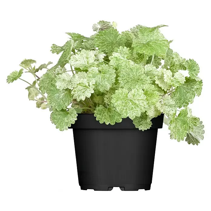 Piardino Gundermann - Glechoma hederacea, Topfgröße: 13 cm - Buntblättrige grün-weiße Pflanze in einem schwarzen Kunststofftopf.