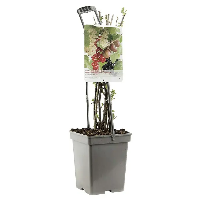 Piardino Obstpflanzen-Set Beerenobst Quattro - verschiedene Arten & Sorten - Ein Topf mit einer Quatro-Beeren-Pflanze, die weiße, rote, braune und schwarze Johannisbeeren trägt, mit Etikett.