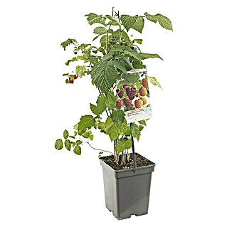 Piardino Obstpflanzen-Set Beerenobst Quattro (verschiedene Arten & Sorten)