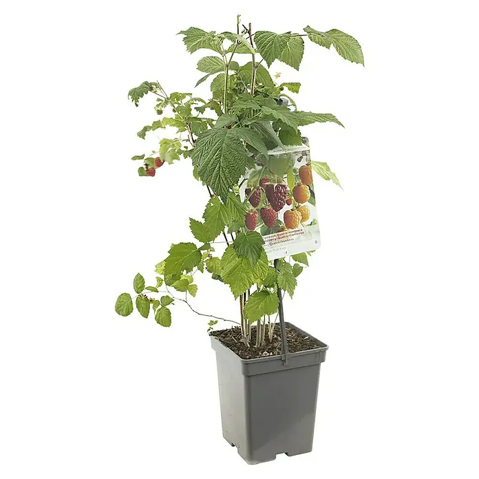 Piardino Obstpflanzen-Set Beerenobst Quattro - verschiedene Arten & Sorten - Ein Topf mit einer Himbeerpflanze der Sorte "Quattro-Himbeere" mit grünen Blättern und wenigen reifen roten Früchten.
