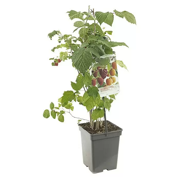 Piardino Obstpflanzen-Set Beerenobst Quattroverschiedene Arten & Sorten