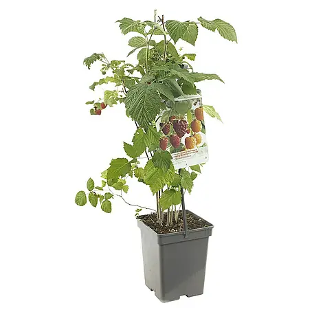 Piardino  Obstpflanzen-Set Beerenobst Quattro