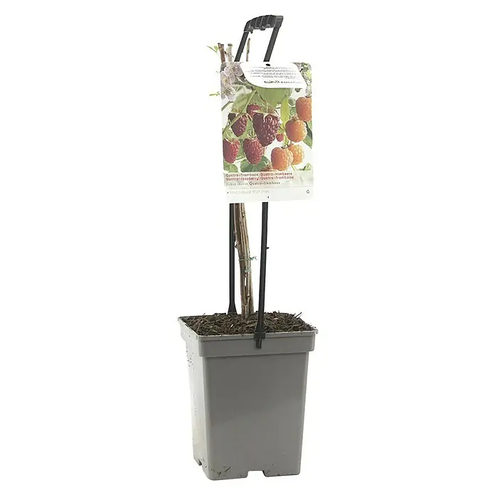 Piardino Obstpflanzen-Set Beerenobst Quattro - verschiedene Arten & Sorten - Nahaufnahme einer Topfpflanze 'Quatro Himbeere' mit einem Etikett, das reife Himbeeren zeigt, ideal für den Garten oder Balkon.