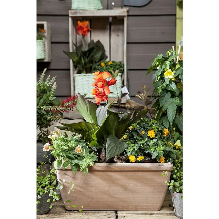 Piardino Indisches Blumenrohr - Canna indica 'Tropical', Topfgröße: 17 cm, Rotorange/Gelb/Weiß - Bepflanzter Topf mit Canna-Lilien und anderen Pflanzen. Der Topf ist aus Terrakotta und steht auf einem Holztisch. Im Hintergrund ist eine Holzwand zu sehen.