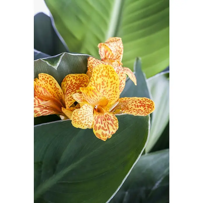 Piardino Indisches Blumenrohr - Canna indica 'Tropical', Topfgröße: 17 cm, Rotorange/Gelb/Weiß - Nahaufnahme einer Canna-Lilie mit gelb-orangen Blütenblättern und großen grünen Blättern, die die tropische Schönheit der Pflanze hervorhebt.