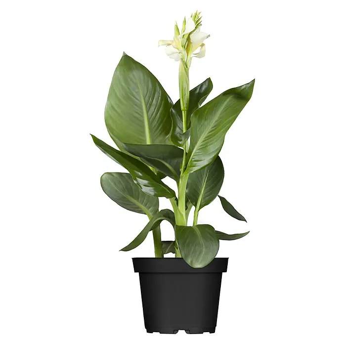 alocasia frydek variegata groß Alocasia Frydek Variegata main image 0