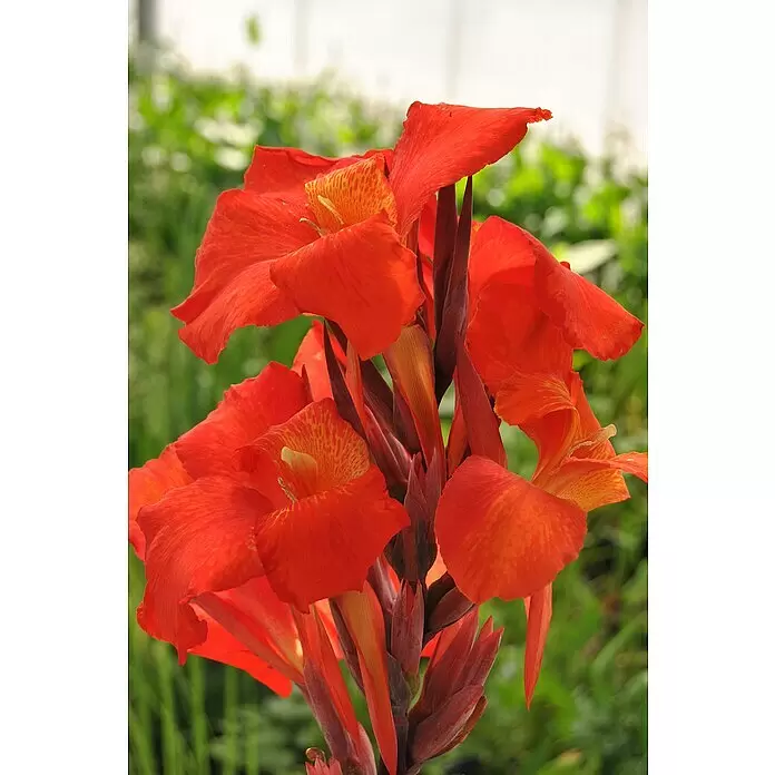 Piardino Indisches Blumenrohr - Canna indica 'Tropical', Topfgröße: 17 cm, Rotorange/Gelb/Weiß - Leuchtend rot-orange Canna-Lilienblüten mit gemusterten Blütenblättern, im Freien blühend.