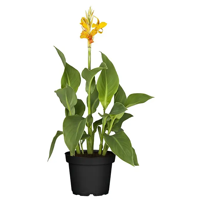 Piardino Indisches Blumenrohr - Canna indica 'Tropical', Topfgröße: 17 cm, Rotorange/Gelb/Weiß - Die leuchtend gelbe Canna-Pflanze mit ihren üppigen Blättern sticht in dem schwarzen Topf hervor und bringt einen Hauch von Tropen in jeden Raum.