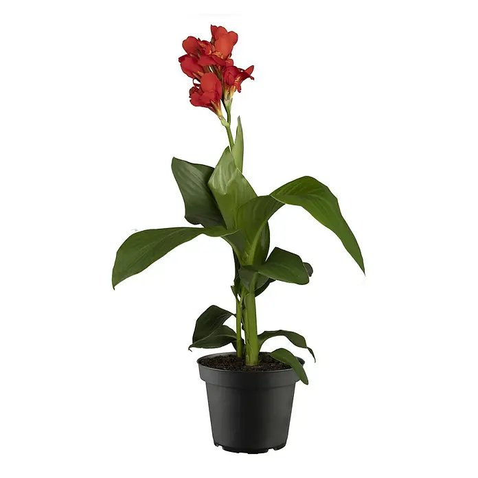 Piardino Indisches Blumenrohr - Canna indica 'Tropical', Topfgröße: 17 cm, Rotorange/Gelb/Weiß - Eine Topfpflanze mit roten Blüten, bekannt als Canna indica, die einen dekorativen Akzent für jedes Zuhause oder Büro bietet.