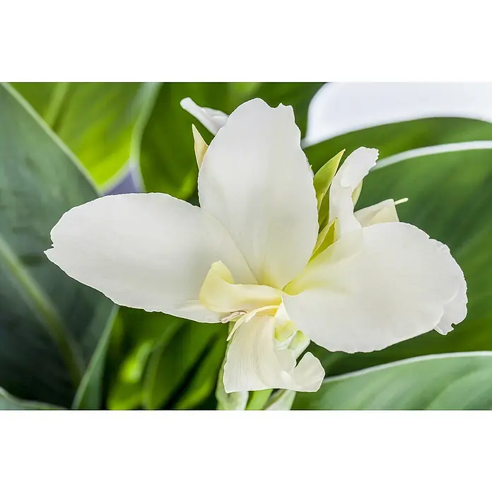 Piardino Indisches Blumenrohr - Canna indica 'Tropical', Topfgröße: 17 cm, Rotorange/Gelb/Weiß - Nahaufnahme einer strahlend weißen Canna-Lilie, die ihre zarten Blütenblätter und subtilen Texturen im Detail zeigt.